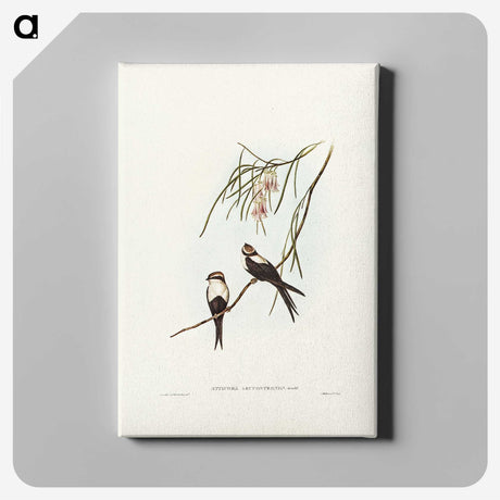 2-64_John-Gould_canvas