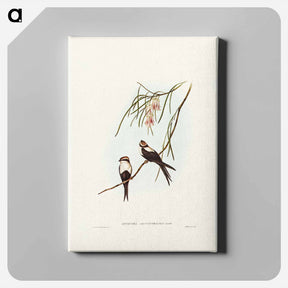 アートパネル-White-breasted Swallow
 - ジョン グールド Canvas.