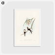 アートポストカード-White-breasted Swallow
 - ジョン グールド Postcard.