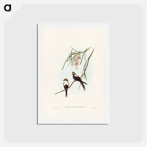 アートポストカード-White-breasted Swallow
 - ジョン グールド Postcard.