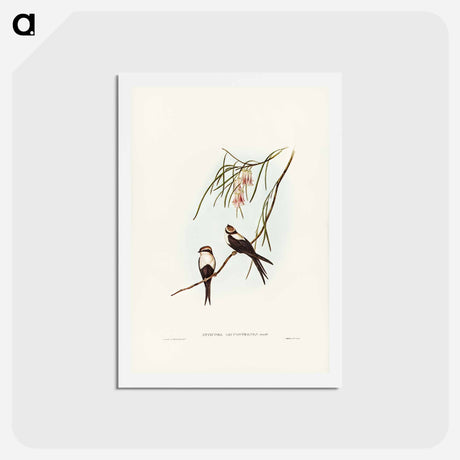 アートポストカード-White-breasted Swallow
 - ジョン グールド Postcard.
