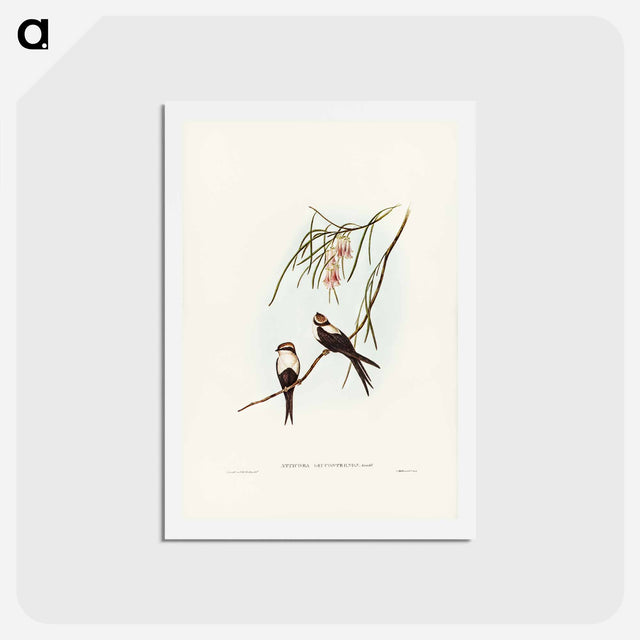 アートポストカード-White-breasted Swallow
 - ジョン グールド Postcard.