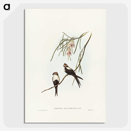 2-64_John-Gould_picture-crop