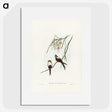 2-64_John-Gould_picture