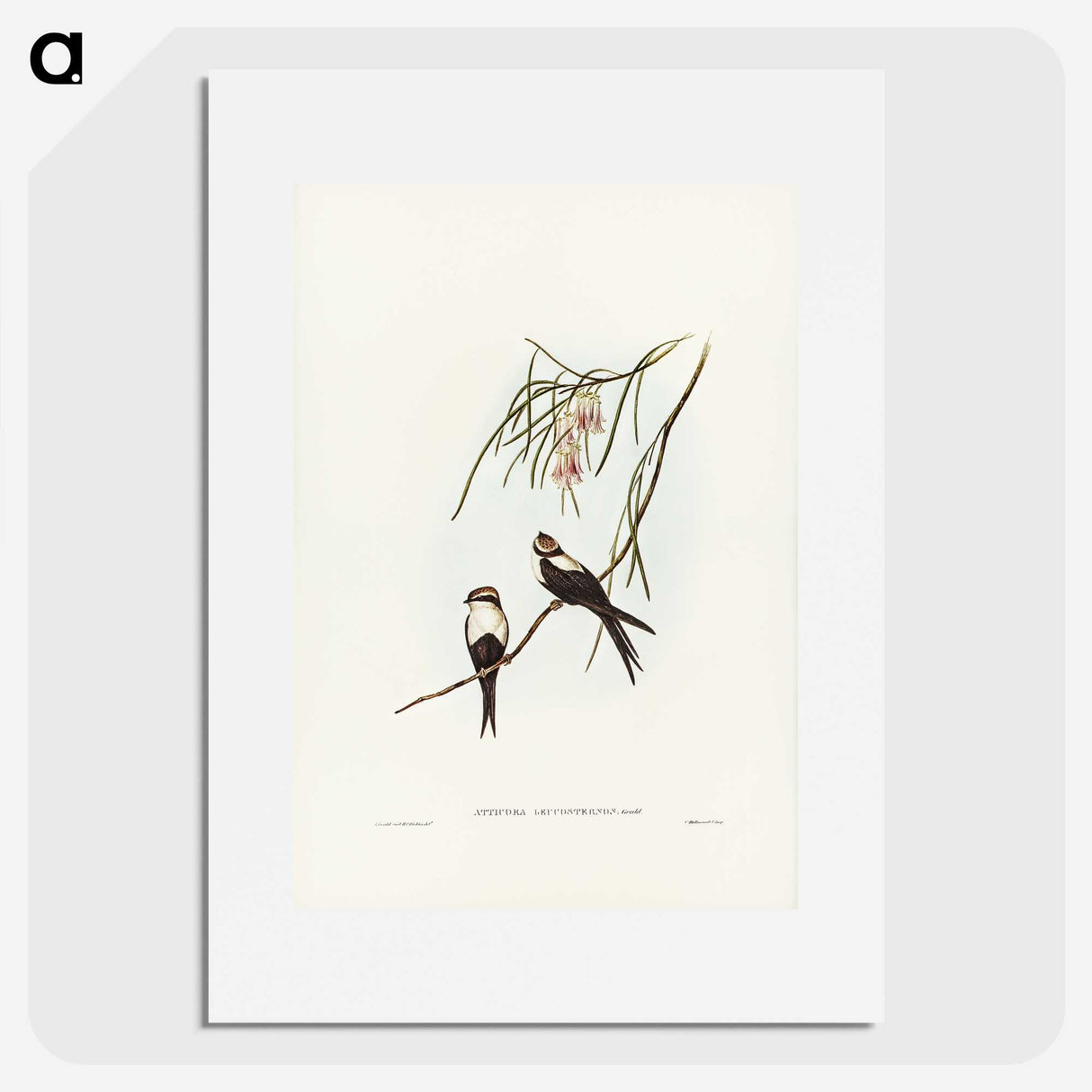 2-64_John-Gould_picture