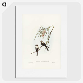 2-64_John-Gould_picture