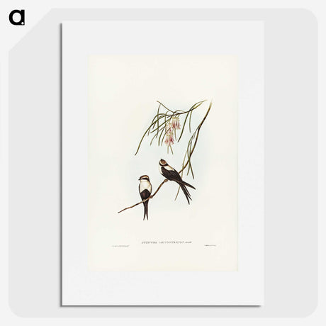 2-64_John-Gould_picture