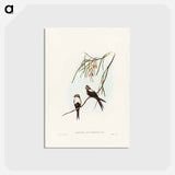 アートポストカード-White-breasted Swallow
 - ジョン グールド Postcard.