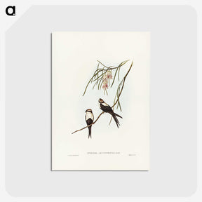 2-64_John-Gould_postcard
