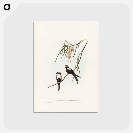 アートポストカード-White-breasted Swallow
 - ジョン グールド Postcard.