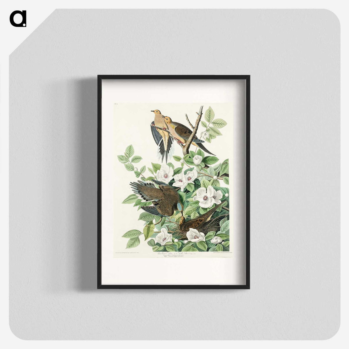 2-64_John-James-Audubon_blk