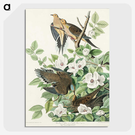 2-64_John-James-Audubon_picture-crop