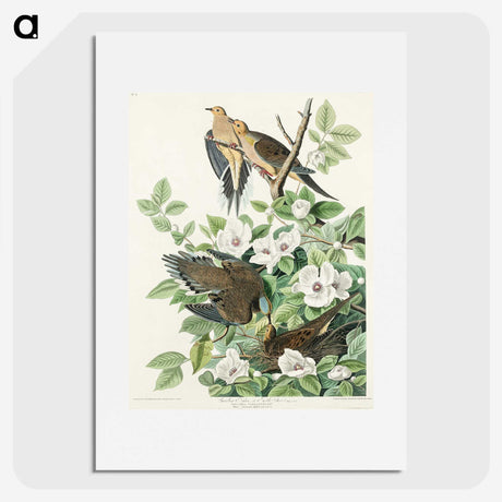2-64_John-James-Audubon_picture