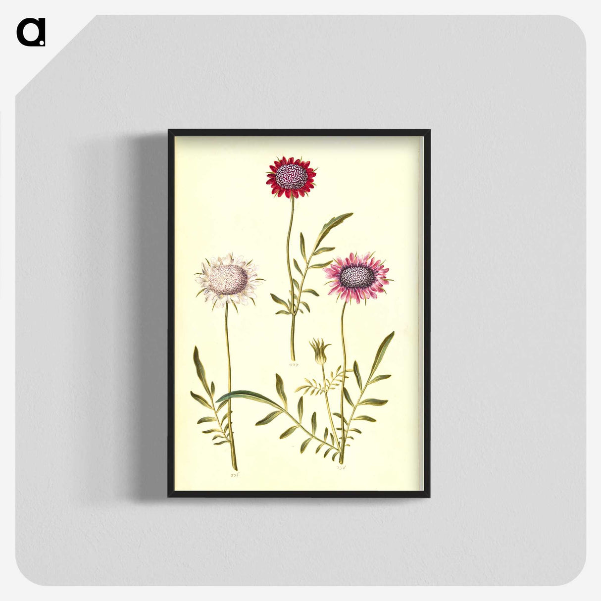 2-64_Maria-Sibylla-Merian_blk-crop