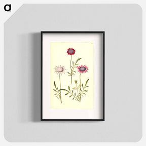 アートポスター-Scabiosa Atropurpurea
 - マリア ジビーラ メーリアン Poster.