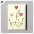 アートパネル-Scabiosa Atropurpurea
 - マリア ジビーラ メーリアン Canvas.