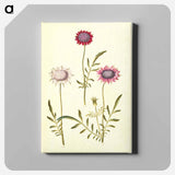 アートパネル-Scabiosa Atropurpurea
 - マリア ジビーラ メーリアン Canvas.