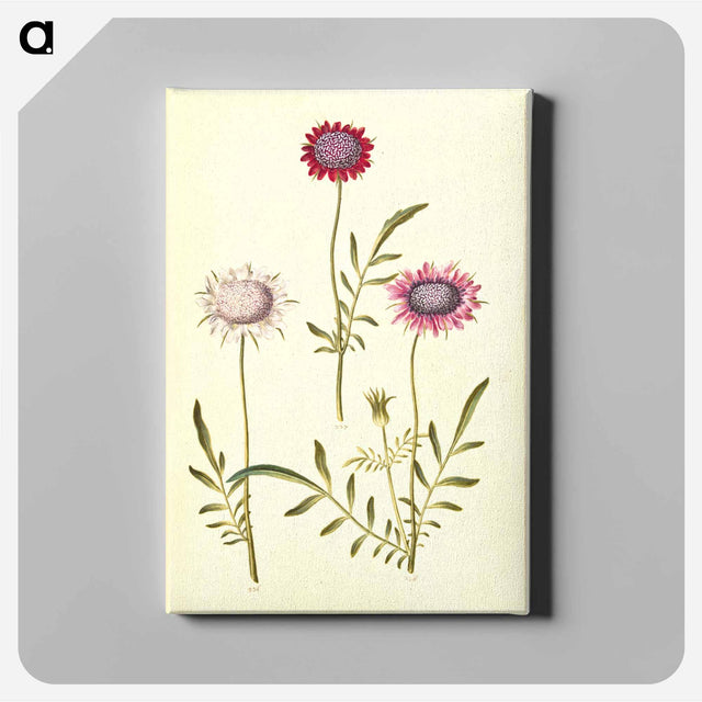 アートパネル-Scabiosa Atropurpurea
 - マリア ジビーラ メーリアン Canvas.