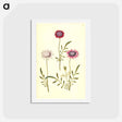 アートポストカード-Scabiosa Atropurpurea
 - マリア ジビーラ メーリアン Postcard.