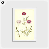 アートポストカード-Scabiosa Atropurpurea
 - マリア ジビーラ メーリアン Postcard.