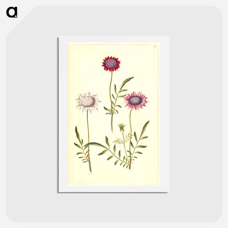 アートポストカード-Scabiosa Atropurpurea
 - マリア ジビーラ メーリアン Postcard.