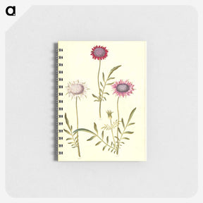 2-64_Maria-Sibylla-Merian_memo