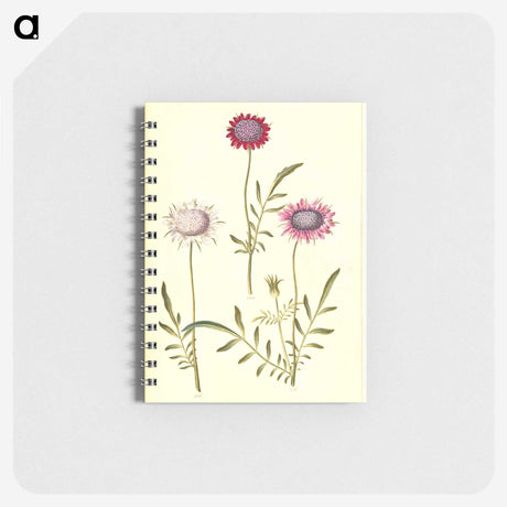 2-64_Maria-Sibylla-Merian_memo