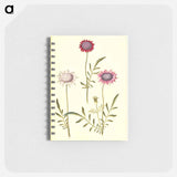 アートメモ帳-Scabiosa Atropurpurea
 - マリア ジビーラ メーリアン Memo.