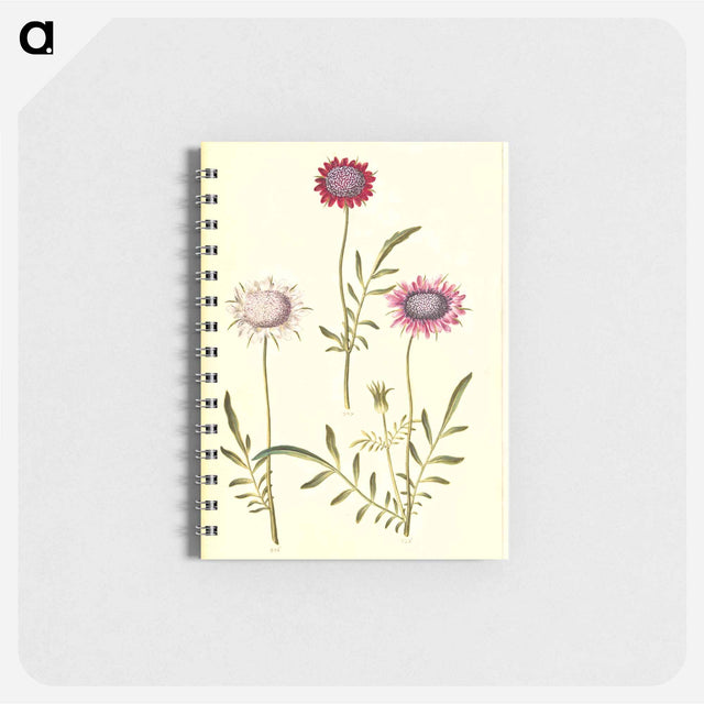 アートメモ帳-Scabiosa Atropurpurea
 - マリア ジビーラ メーリアン Memo.
