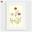 2-64_Maria-Sibylla-Merian_picture
