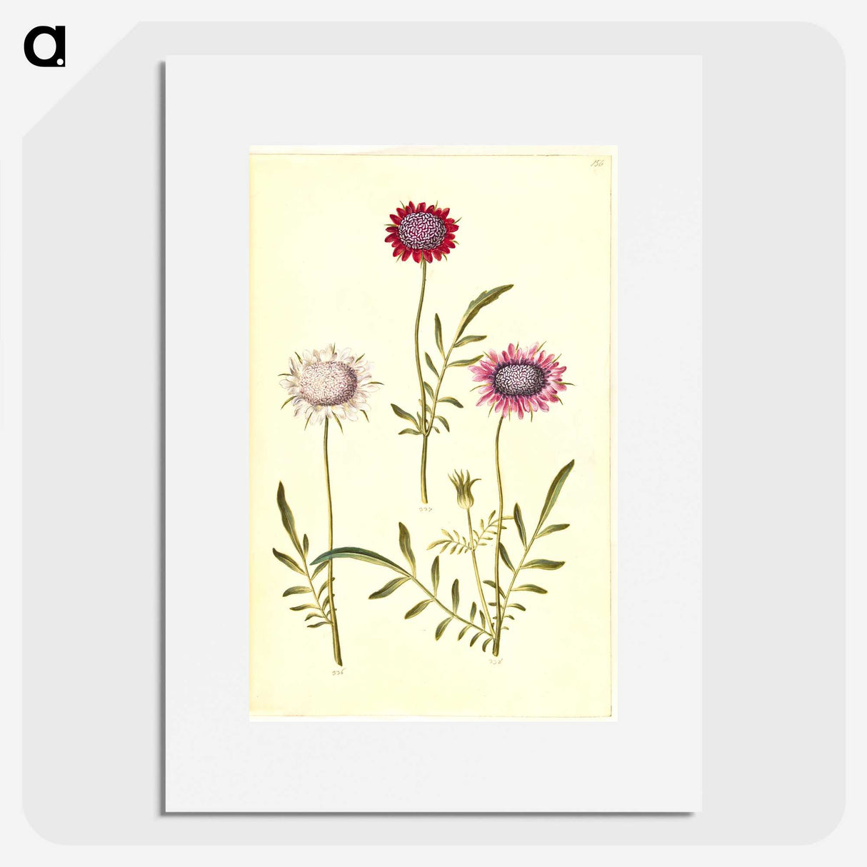 2-64_Maria-Sibylla-Merian_picture