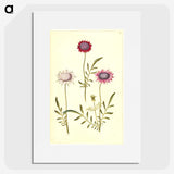 2-64_Maria-Sibylla-Merian_picture