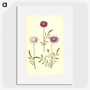 2-64_Maria-Sibylla-Merian_picture