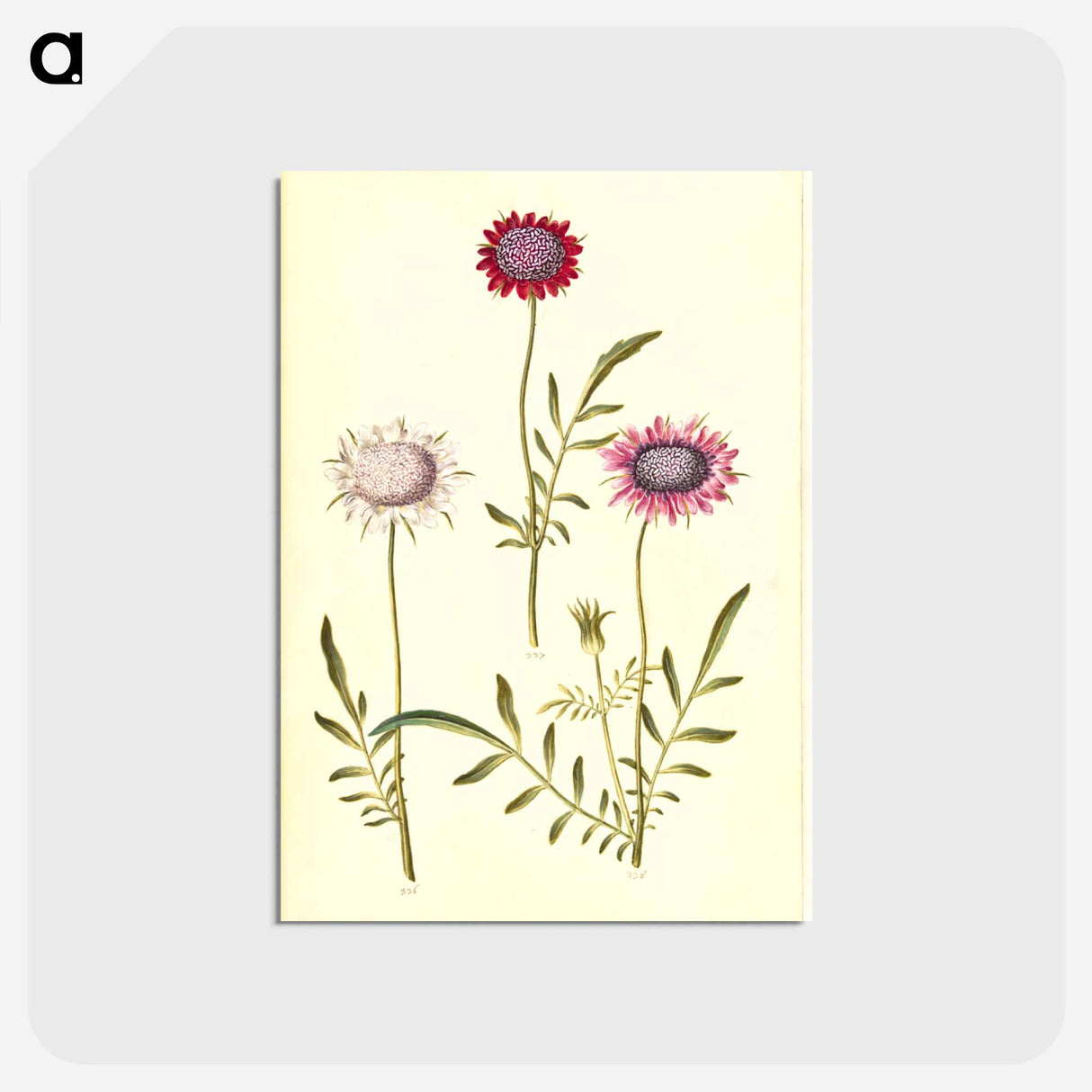 アートポストカード-Scabiosa Atropurpurea
 - マリア ジビーラ メーリアン Postcard.