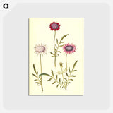 アートポストカード-Scabiosa Atropurpurea
 - マリア ジビーラ メーリアン Postcard.