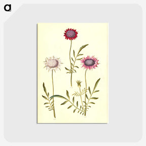 2-64_Maria-Sibylla-Merian_postcard