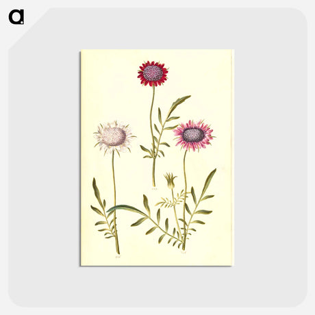 アートポストカード-Scabiosa Atropurpurea
 - マリア ジビーラ メーリアン Postcard.