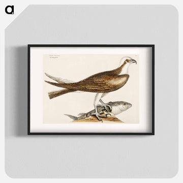 Fishing Hawk
 - マーク ケイツビー Poster.