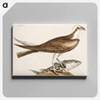 アートパネル-Fishing Hawk
 - マーク ケイツビー Canvas.