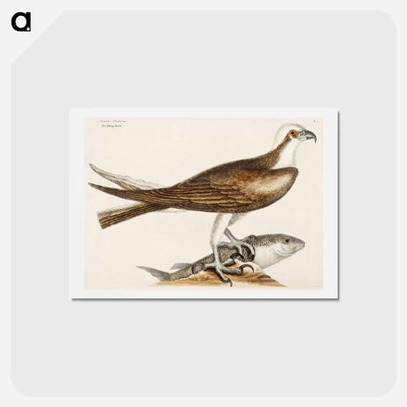 アートポストカード-Fishing Hawk
 - マーク ケイツビー Postcard.