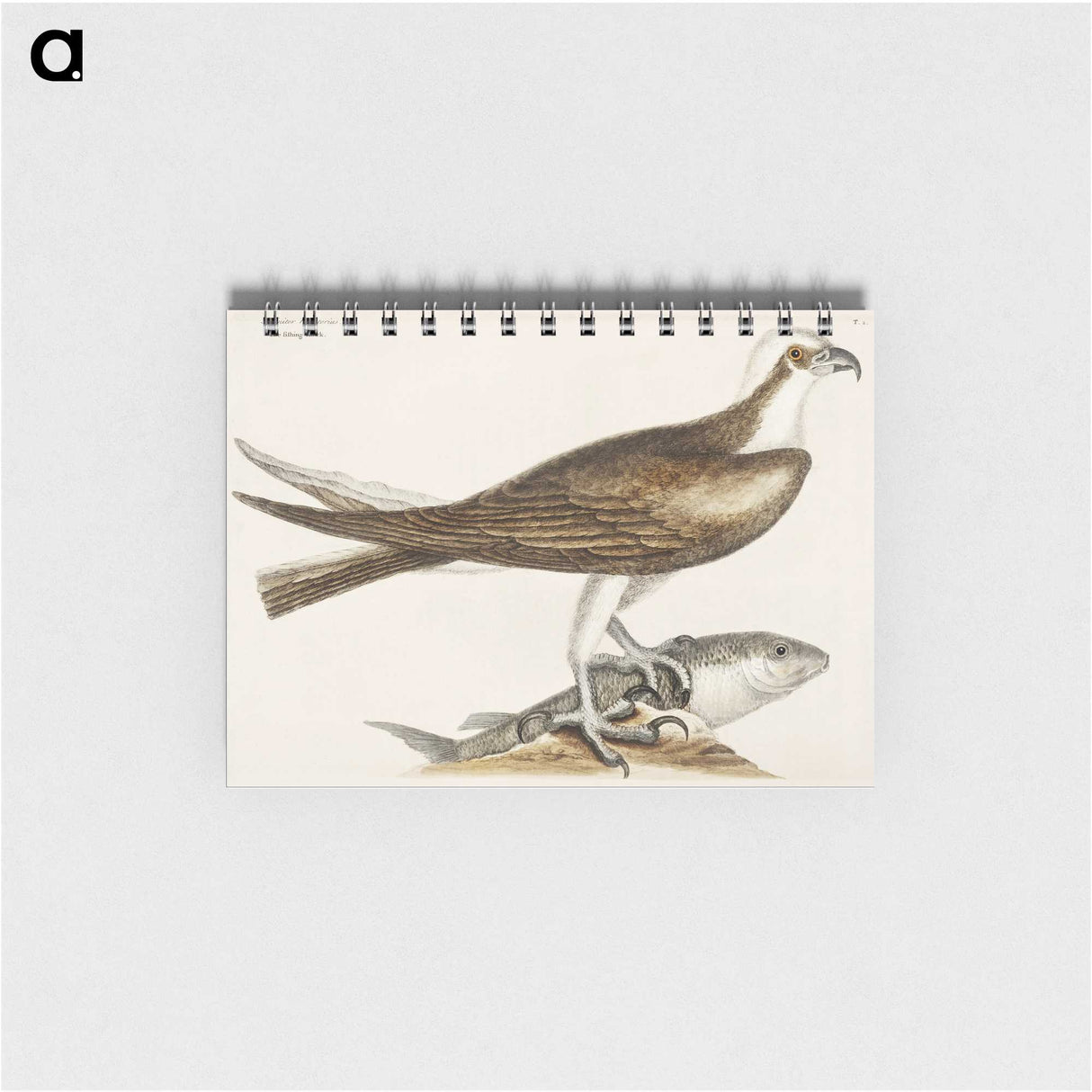 2-64_Mark-Catesby_memo