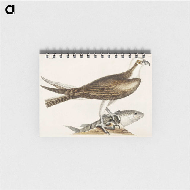2-64_Mark-Catesby_memo