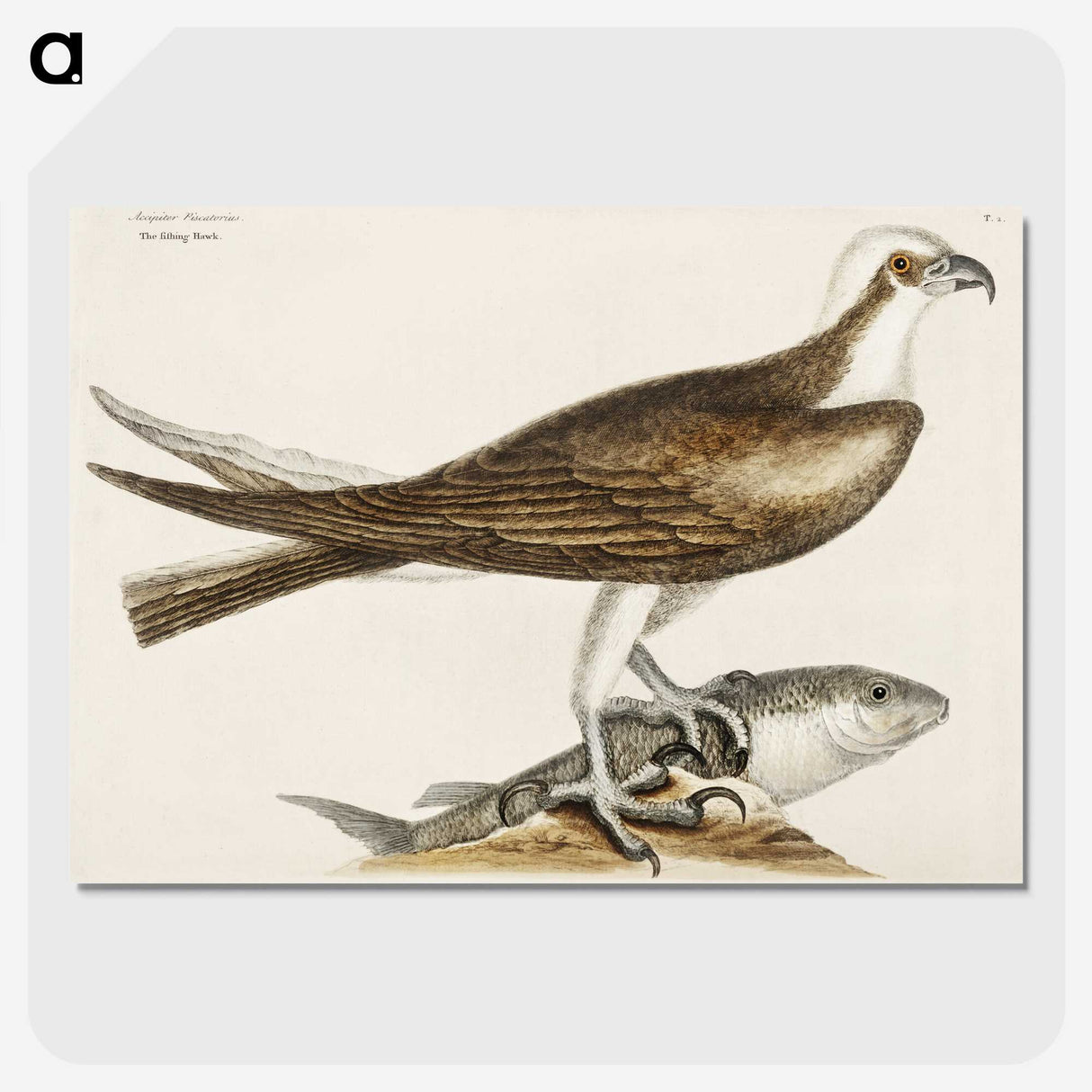 2-64_Mark-Catesby_picture-crop