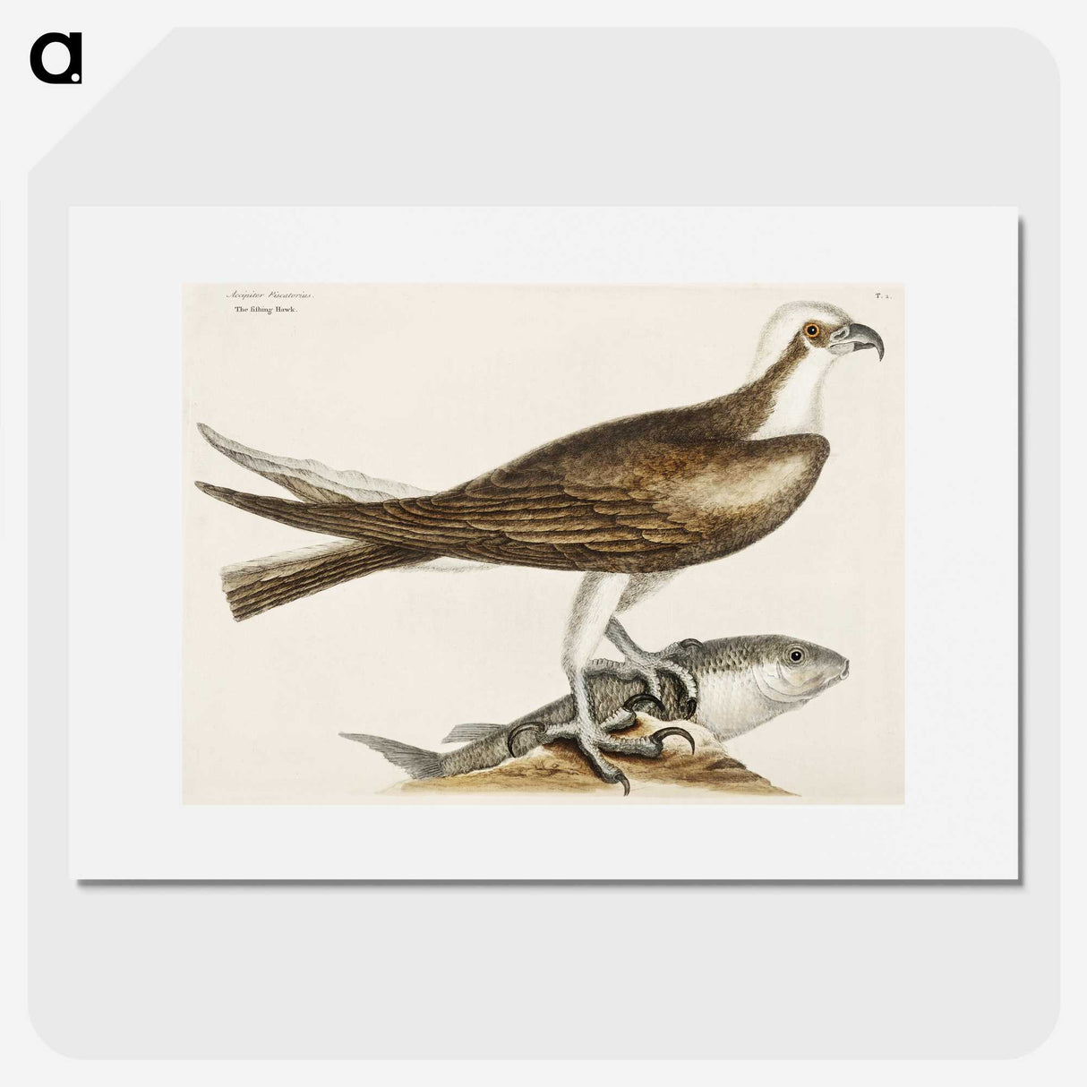 2-64_Mark-Catesby_picture