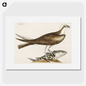 2-64_Mark-Catesby_picture
