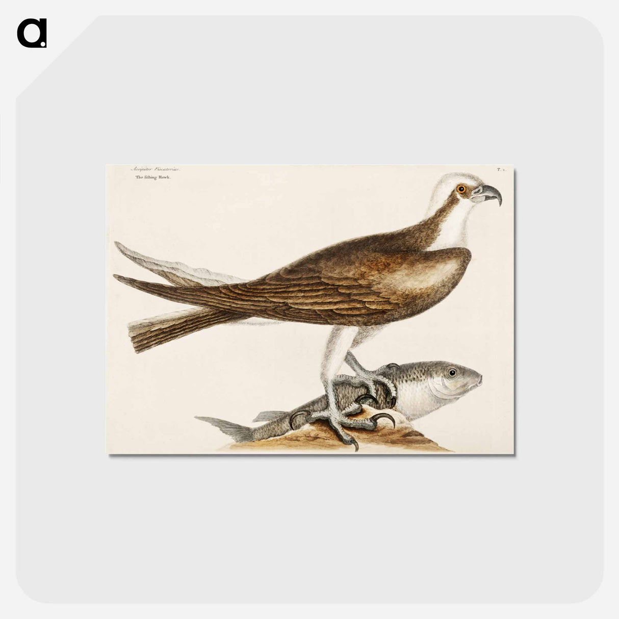 アートポストカード-Fishing Hawk
 - マーク ケイツビー Postcard.