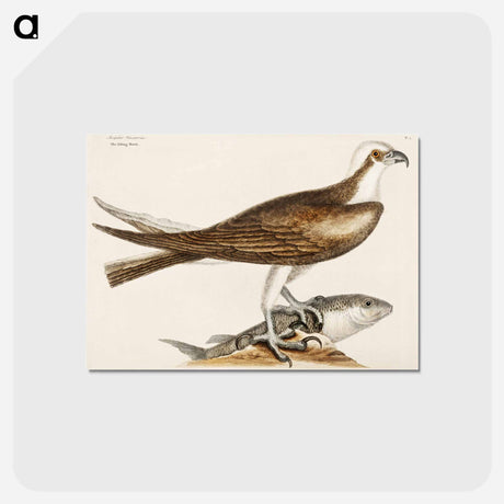 アートポストカード-Fishing Hawk
 - マーク ケイツビー Postcard.