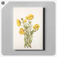 2-64_Mary-Vaux-Walcott_canvas