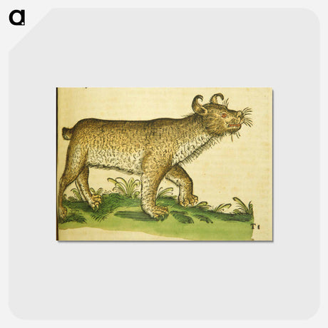 アートポストカード-De lupo cervario, lynce et chao
 - 国立医学図書館 Postcard.