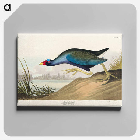 アートパネル-Purple Gallinule from Birds of America
 - アメリカの鳥たち Canvas.